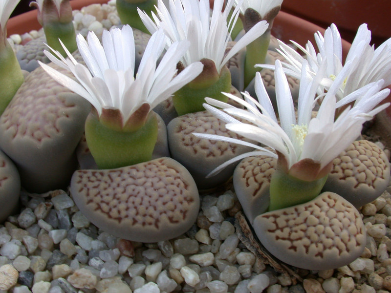 lithops hallii c375 01