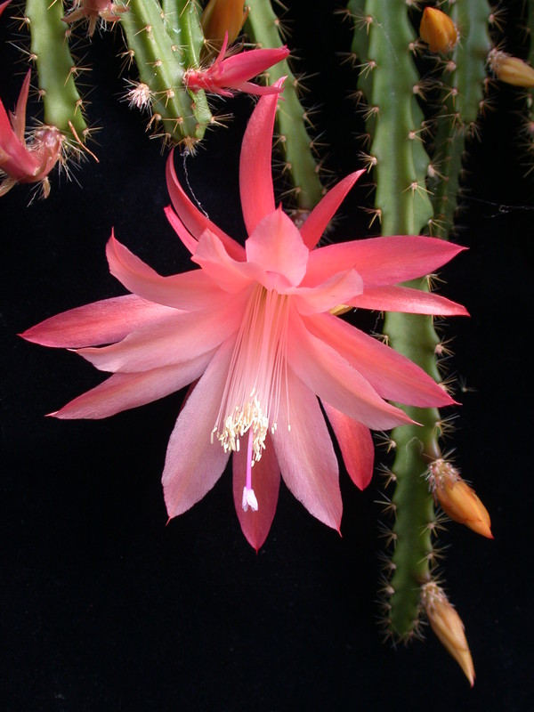 aporocactus tangerine 978989