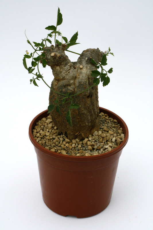 momordica rostrata 0655