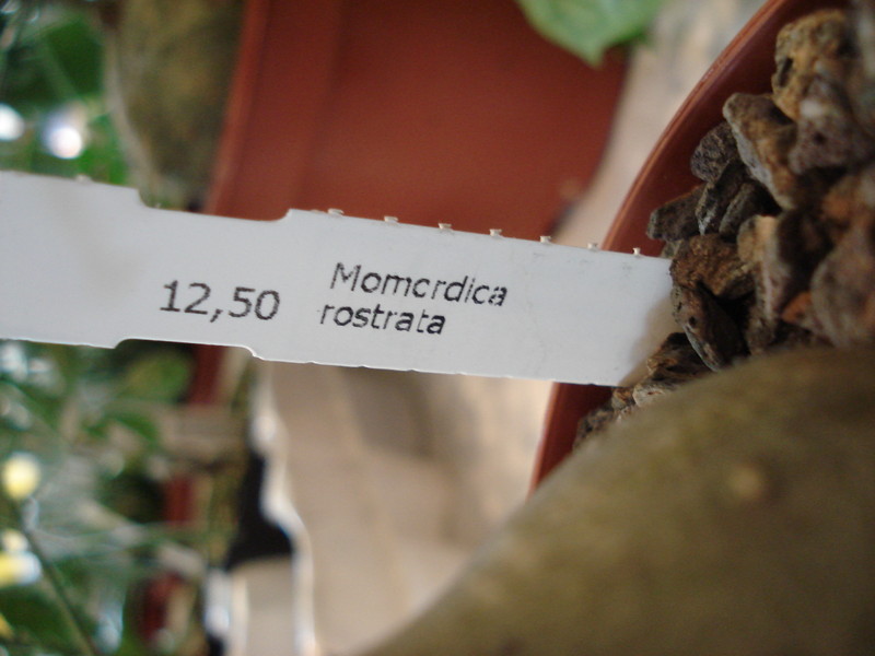 mormodica rostrata 54