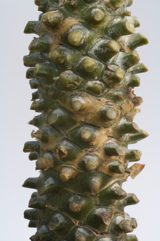 tylecodon wallichii 0751