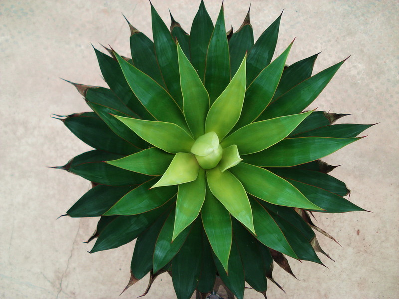 agave attenuata  serrulata
