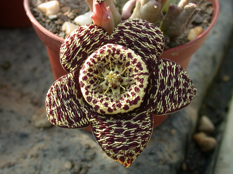 tridentea peculiaris 04