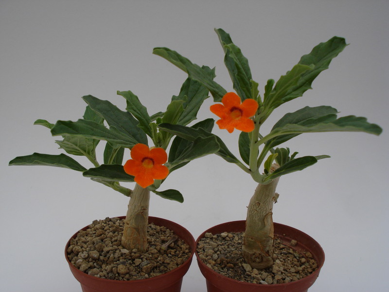 pterodiscus aurantiacus 658