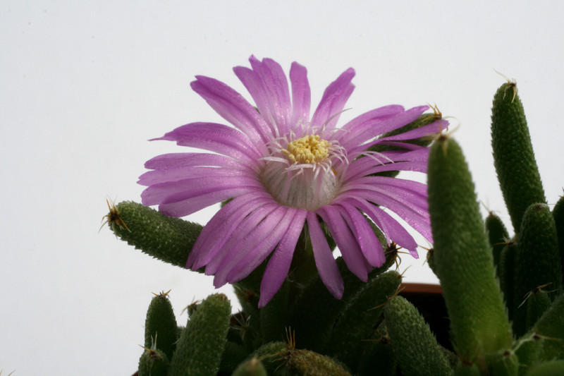 trichodiadema stellatum montagu 9524