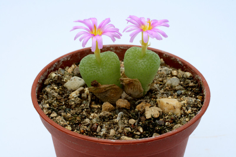 conophytum hermarianum sh565 2767