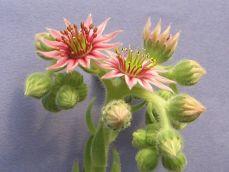 sedum spec 1836