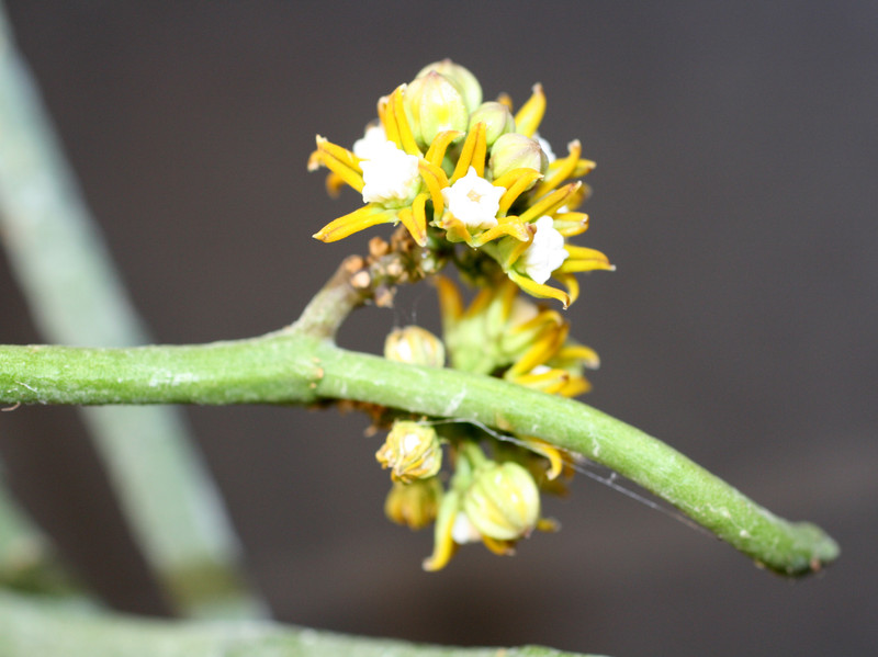 cynanchum perrieri 0079