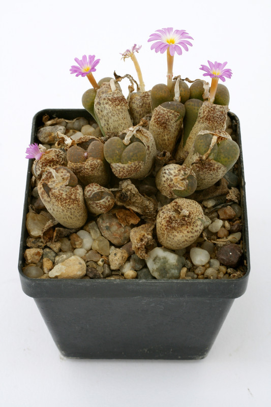 conophytum pellucidum 0897