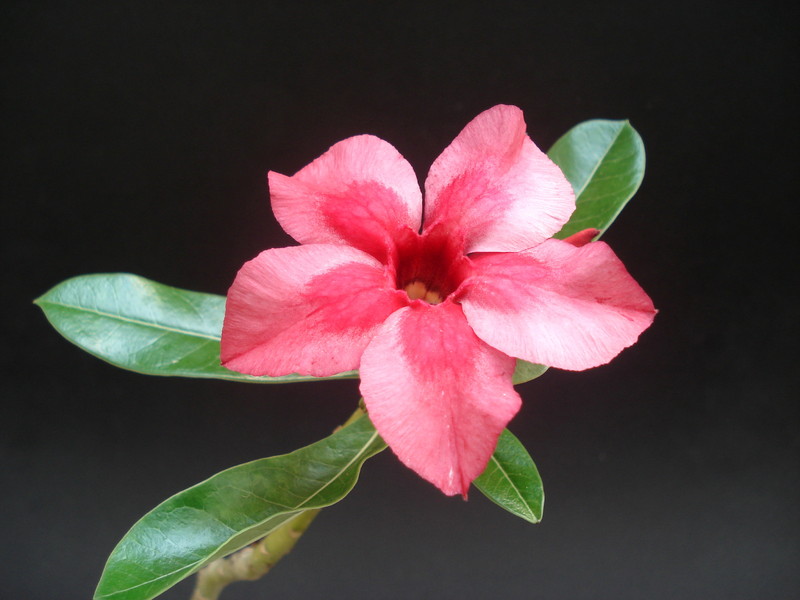 adenium ploy deang 01
