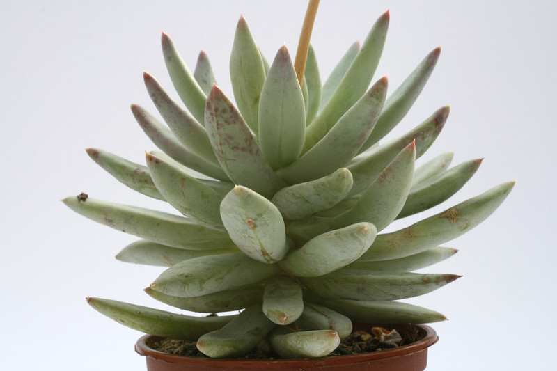 pachyveria glauca 7983