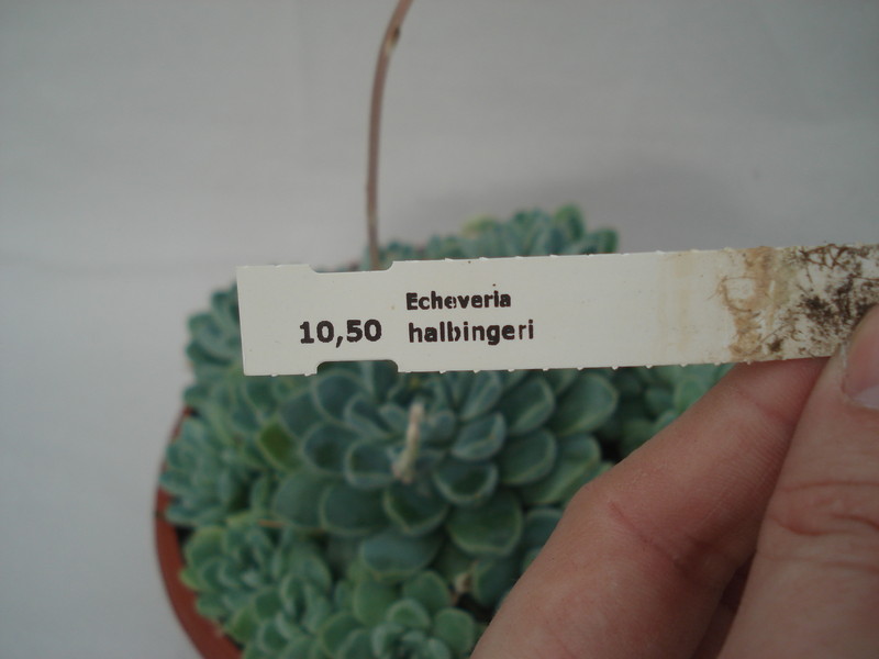 echeveria halbingeri 8345