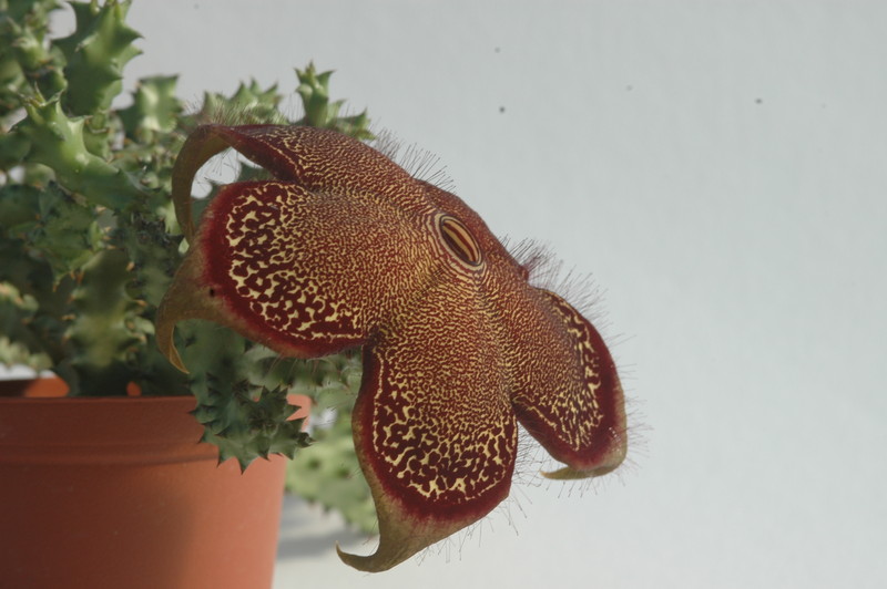 edithcolea grandis 1725
