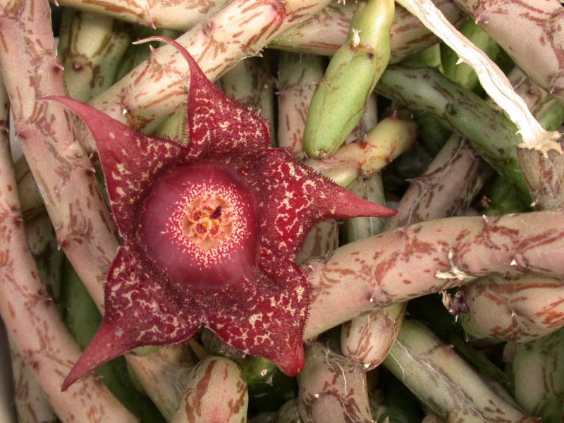 orbeanthus hardyi 02