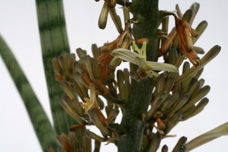 sanseveria cylindrica 2634