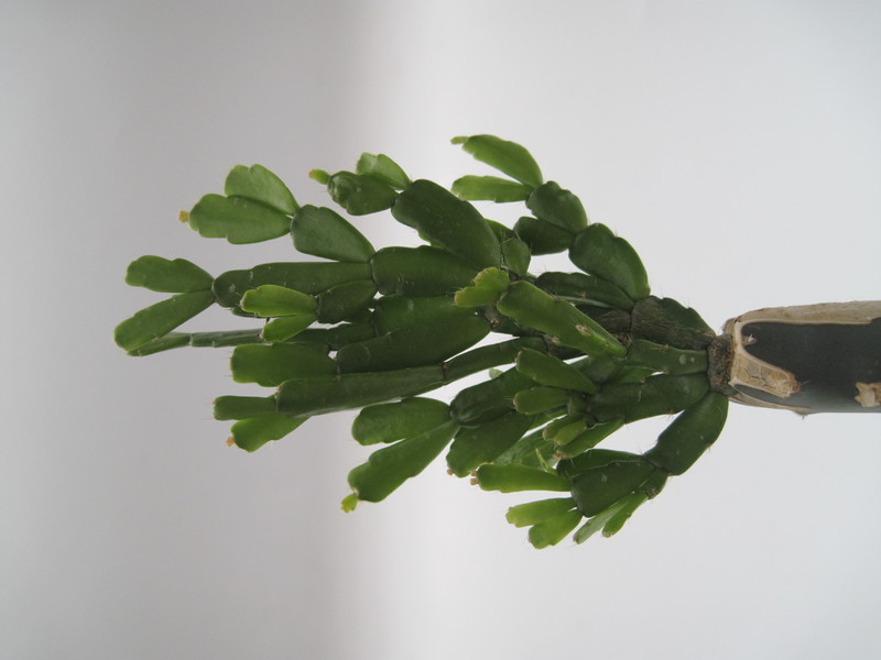 schlumbergera russeliana ehlers 7730