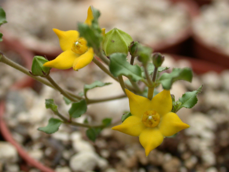 brachystelma caffrum 01