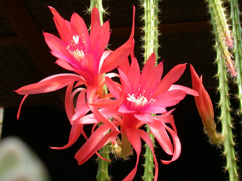 aporocactus contessa02