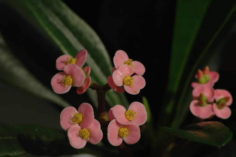 euphorbia lophogona 02