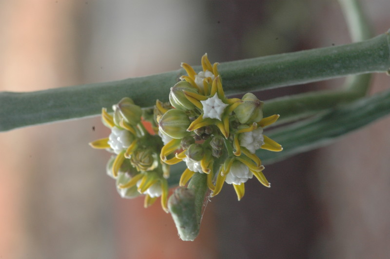 cynanchium perrieri 1070