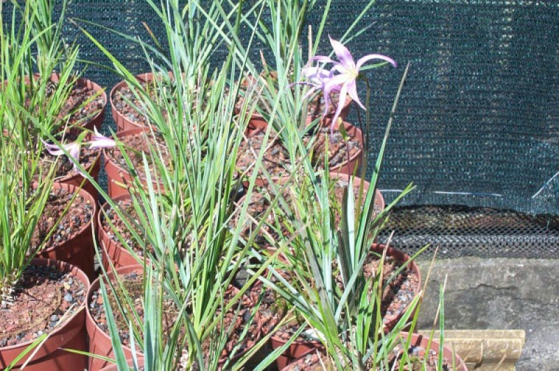 xerophyta dasylirioides