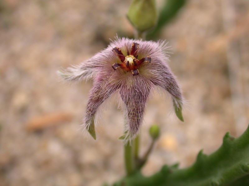 stapelia erectiflora erectifl