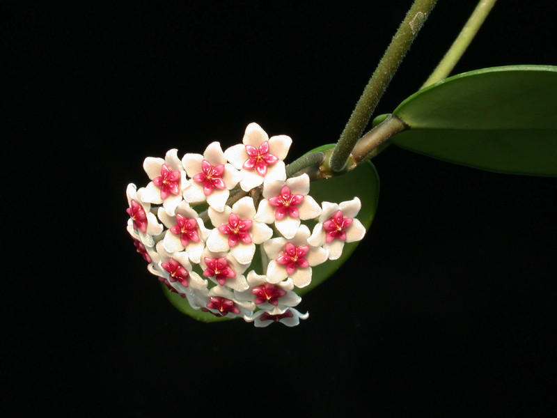 hoya obovata 8872 01