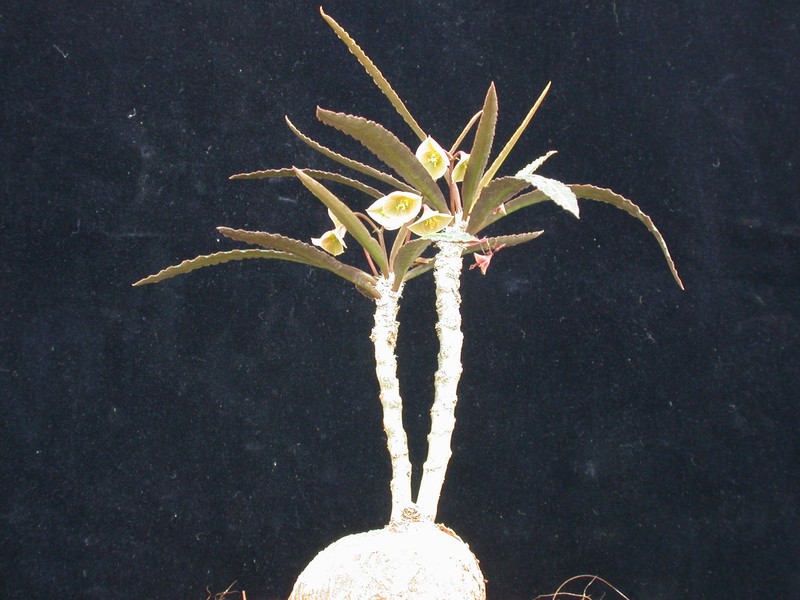 euphorbia suzannae-marnierae 01