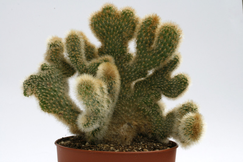 cleistocactus spec cristatus 0139