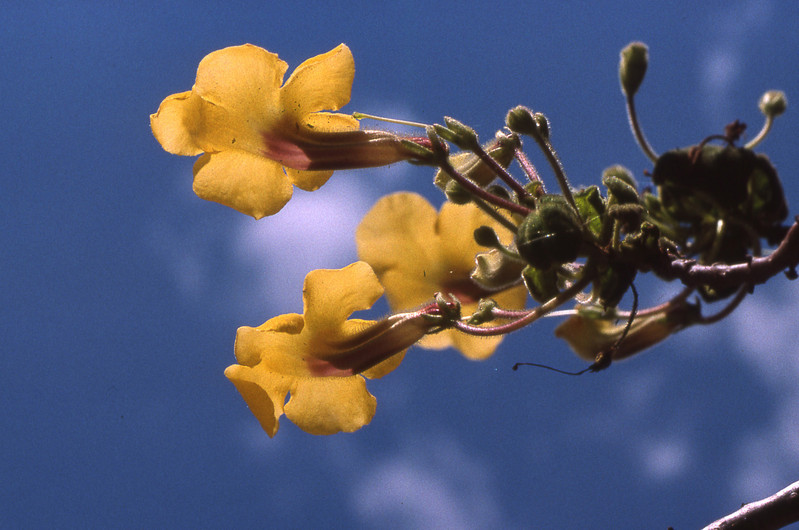 uncarina turicana