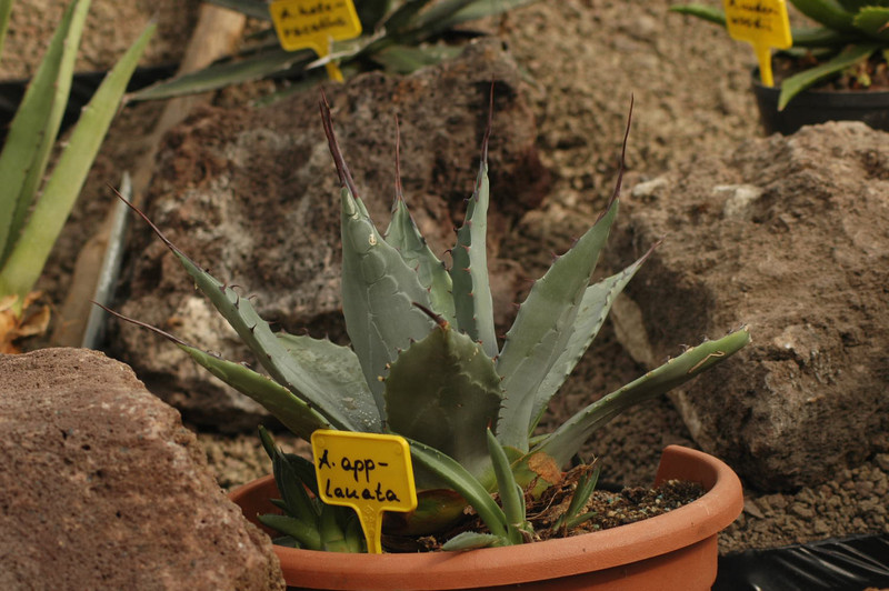 agave applanata 02