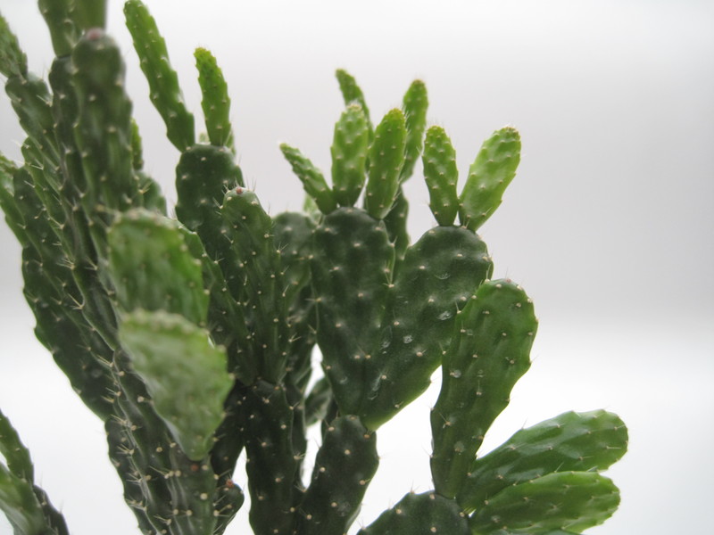 schlumbergera opuntioides 7719