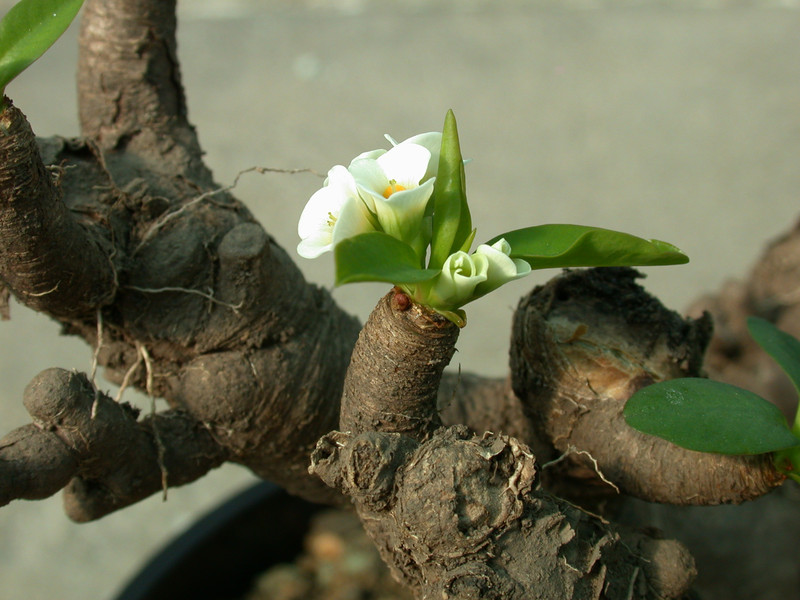 euphorbia itremensis es14916 04