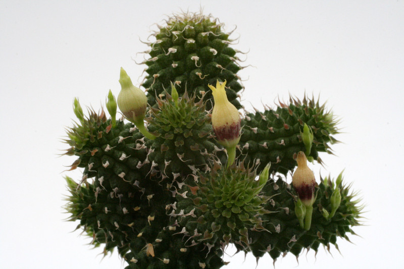 echidnopsis specksii nov specks 0787 9835