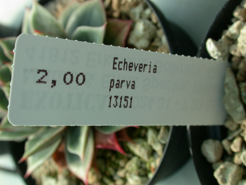 echeveria parva 02