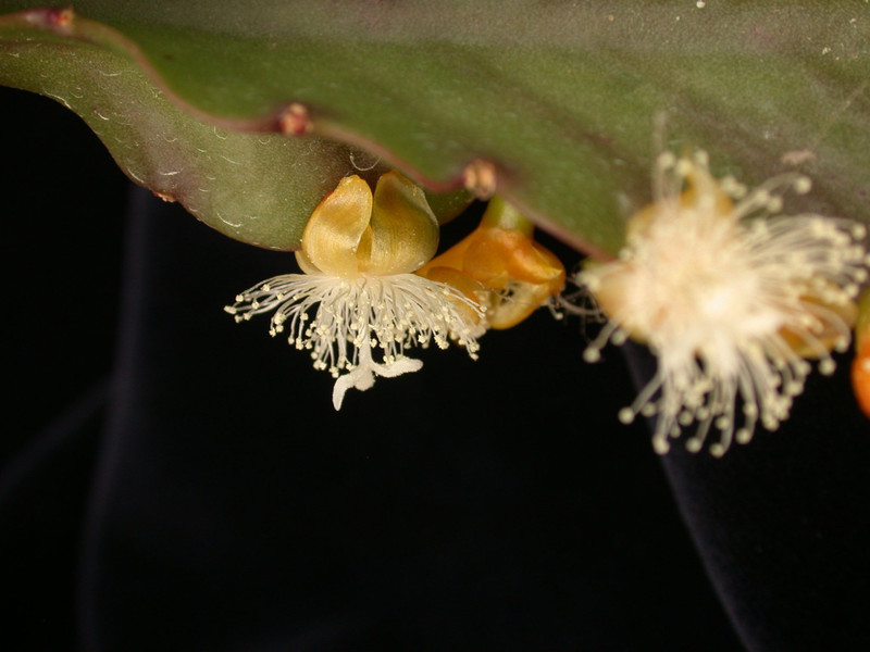 rhipsalis pachyptera 02