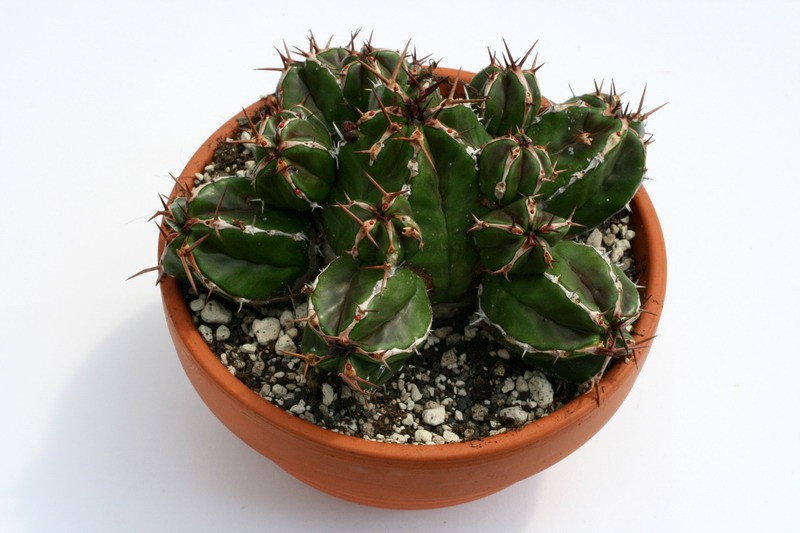 euphorbia fruticosa 9524 sm