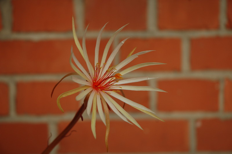 epiphyllum phyllanthus rubrocoronatum rba373 729