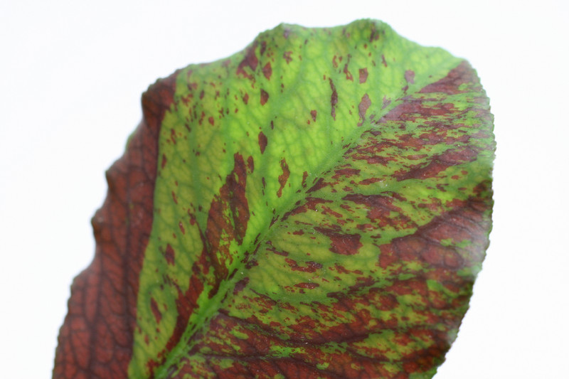 synadenium grantii rubra 3572