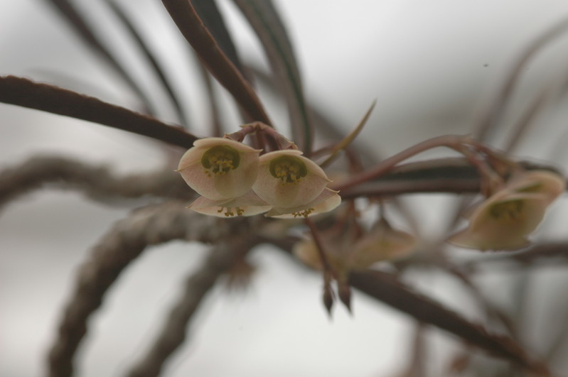 euphorbia suzanae marnierae 1120
