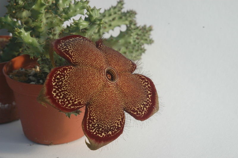 edithcolea grandis 1726