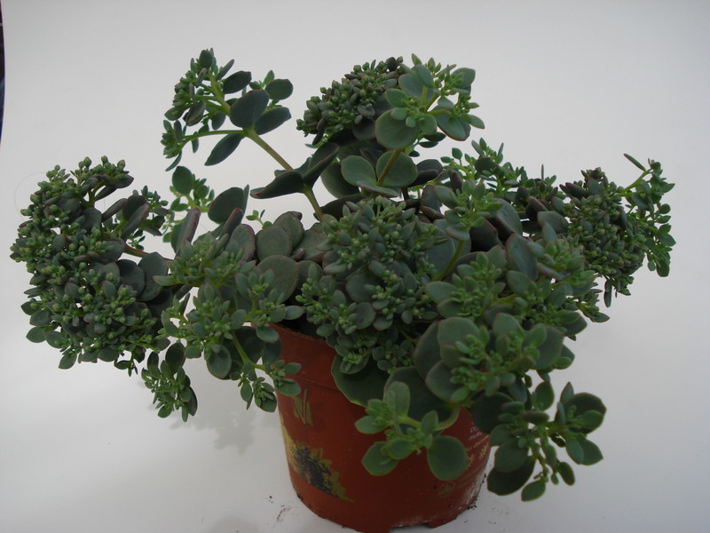 sedum sieboldii 683
