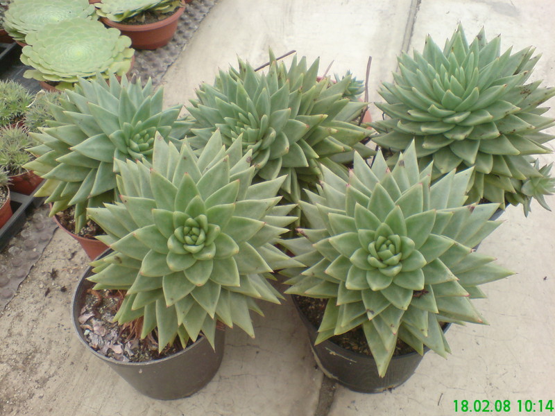 echeveria agavoides 000