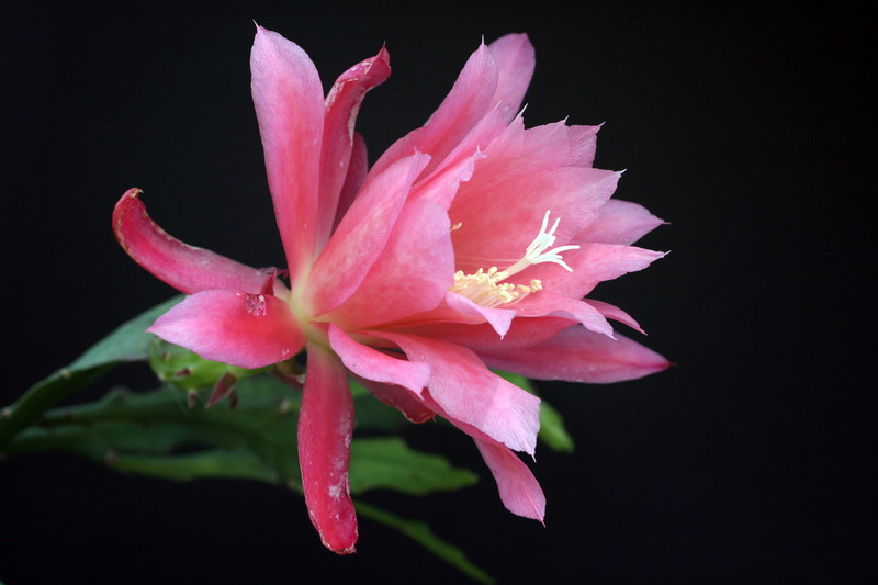 eh blushing belle 5371 1563