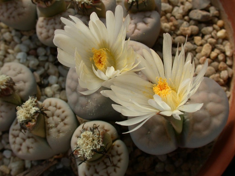 lithops karasmontana c223 01