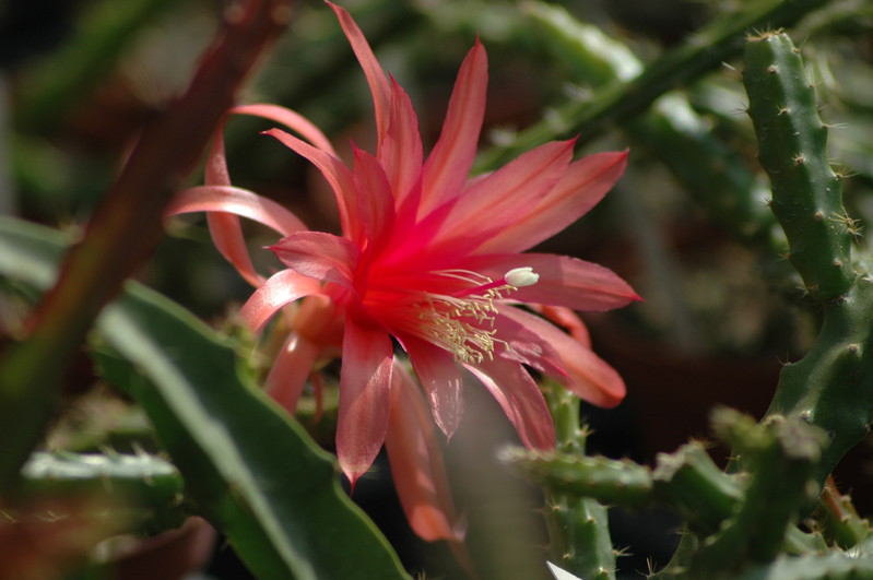 aporocactus sussex flame 0886