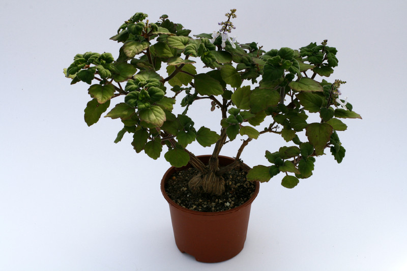 plectranthus ernstii 8139