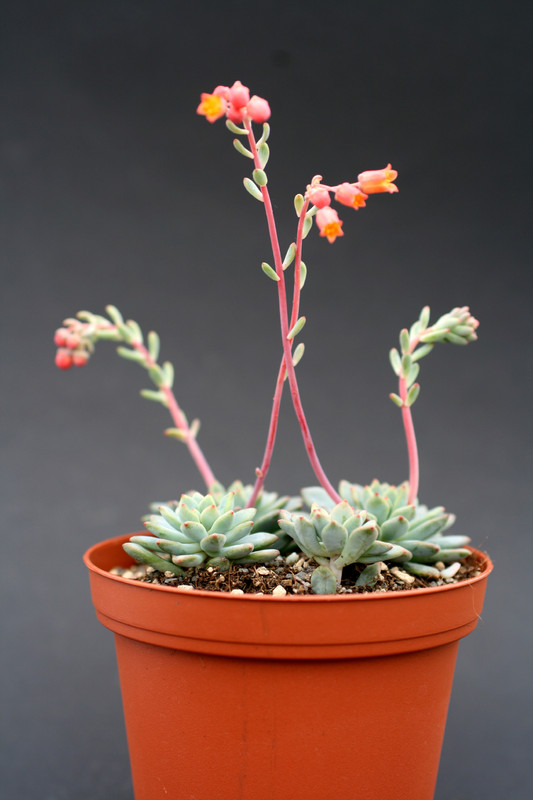 echeveria gracile 0244