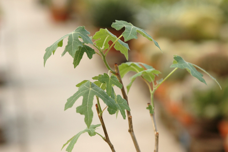 jatropha sp madagascar 8826