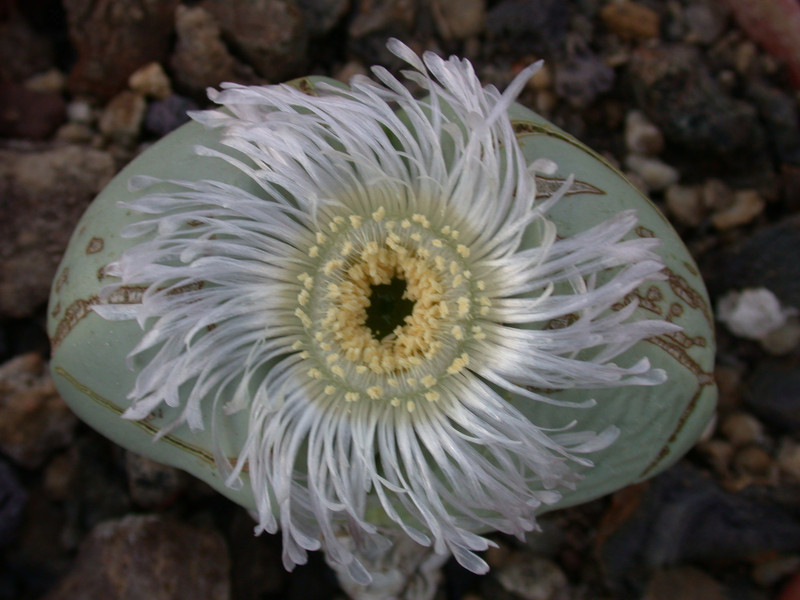 argyroderma testiculare03